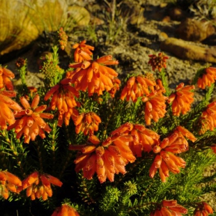 Erica cerinthoides